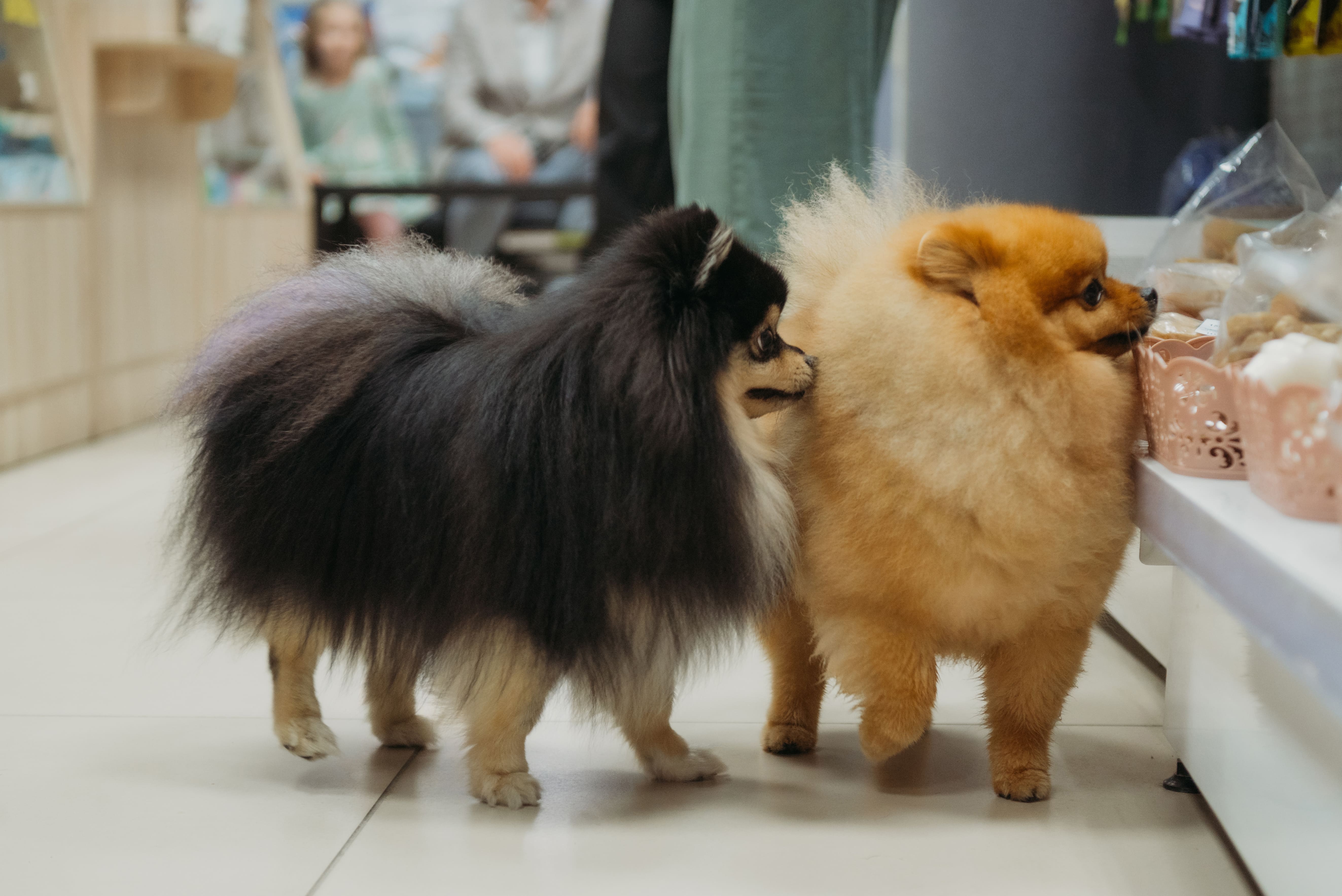 PARADOGs №13