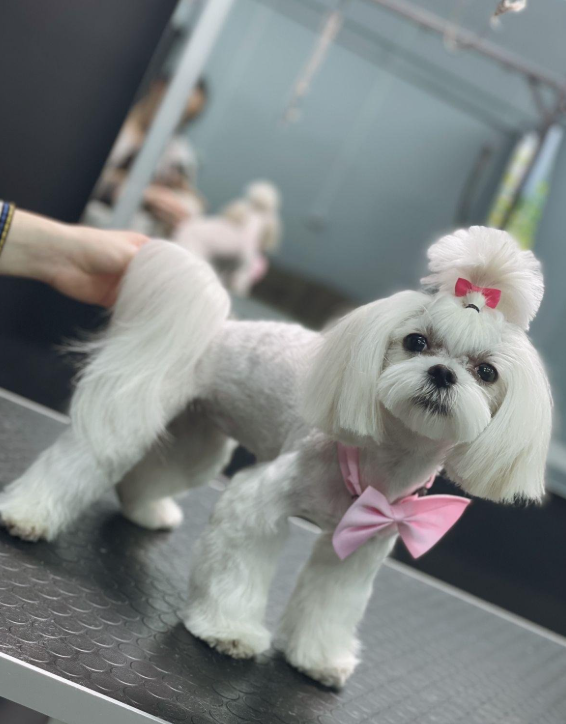 Grooming Time №6